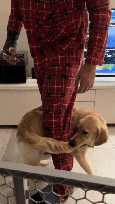 主人喝多了直接吐在狗子床上了，惊得狗子耳朵都要甩掉了，把主人硬拽好几米...狗子：我咧个豆，你自己没床吗？？