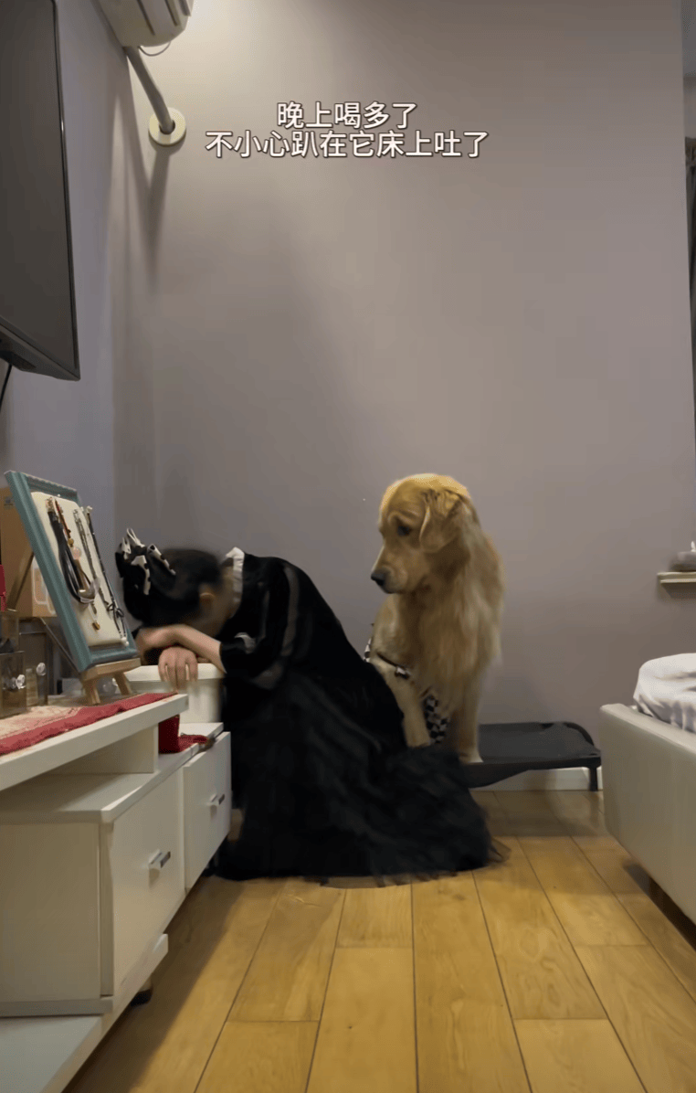 主人喝多了直接吐在狗子床上了，惊得狗子耳朵都要甩掉了，把主人硬拽好几米...狗子：我咧个豆，你自己没床吗？？