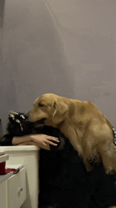 主人喝多了直接吐在狗子床上了，惊得狗子耳朵都要甩掉了，把主人硬拽好几米...狗子：我咧个豆，你自己没床吗？？