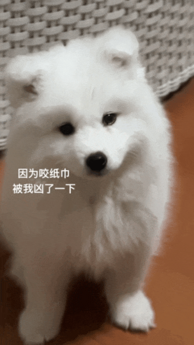 主人喝多了直接吐在狗子床上了，惊得狗子耳朵都要甩掉了，把主人硬拽好几米...狗子：我咧个豆，你自己没床吗？？