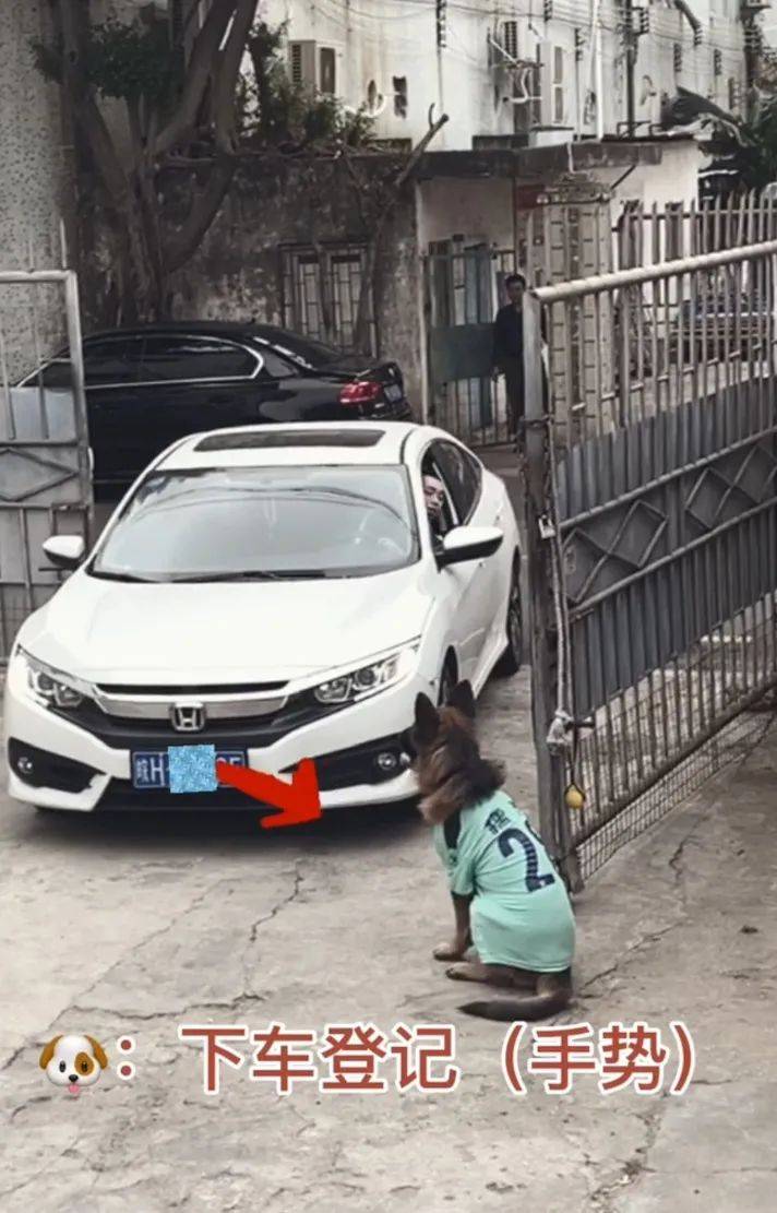 主人喝多了直接吐在狗子床上了，惊得狗子耳朵都要甩掉了，把主人硬拽好几米...狗子：我咧个豆，你自己没床吗？？