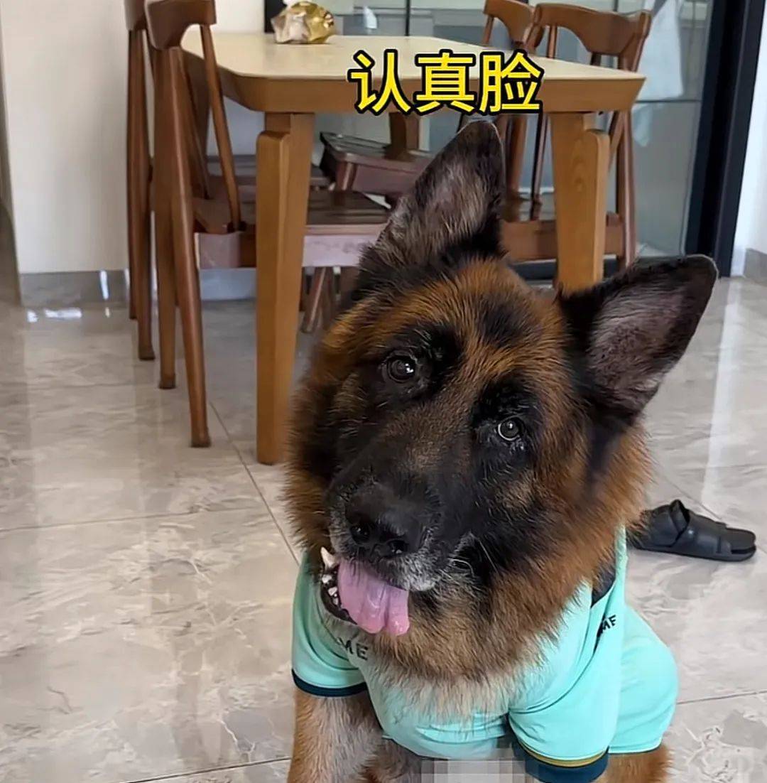 主人喝多了直接吐在狗子床上了，惊得狗子耳朵都要甩掉了，把主人硬拽好几米...狗子：我咧个豆，你自己没床吗？？