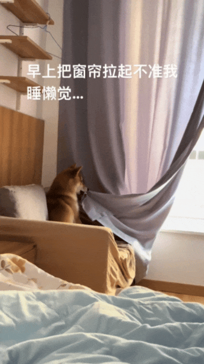 主人喝多了直接吐在狗子床上了，惊得狗子耳朵都要甩掉了，把主人硬拽好几米...狗子：我咧个豆，你自己没床吗？？