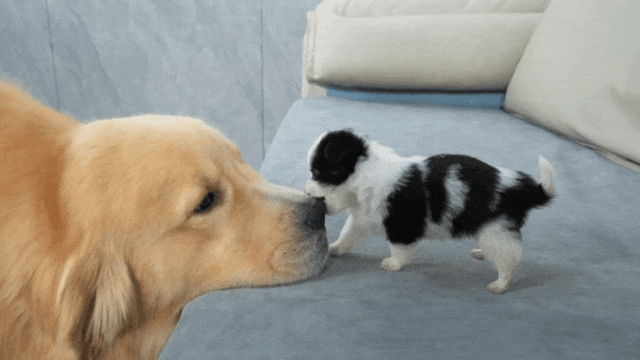 主人喝多了直接吐在狗子床上了，惊得狗子耳朵都要甩掉了，把主人硬拽好几米...狗子：我咧个豆，你自己没床吗？？