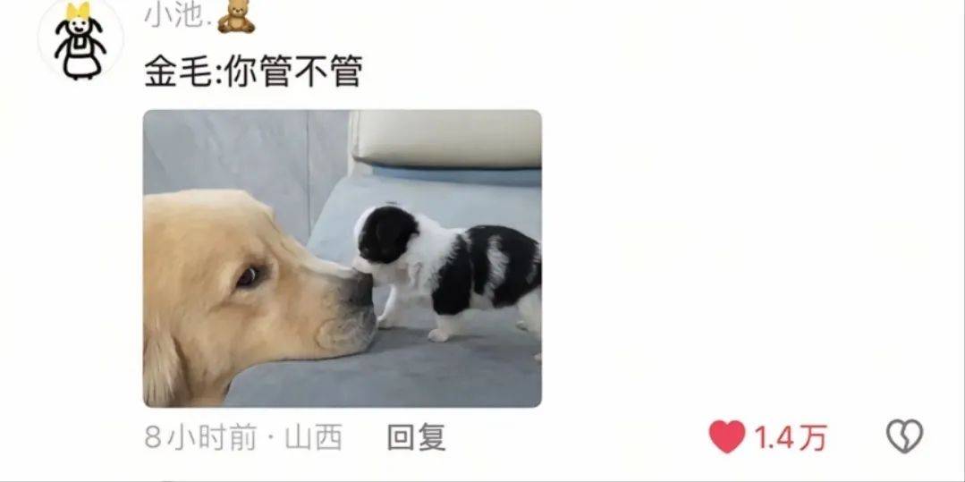 主人喝多了直接吐在狗子床上了，惊得狗子耳朵都要甩掉了，把主人硬拽好几米...狗子：我咧个豆，你自己没床吗？？