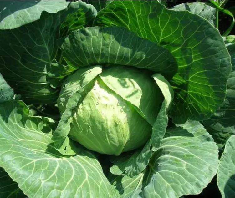 把苦瓜这样做，儿子尝了一块说：这味道不错，苦瓜也不怎么苦了！