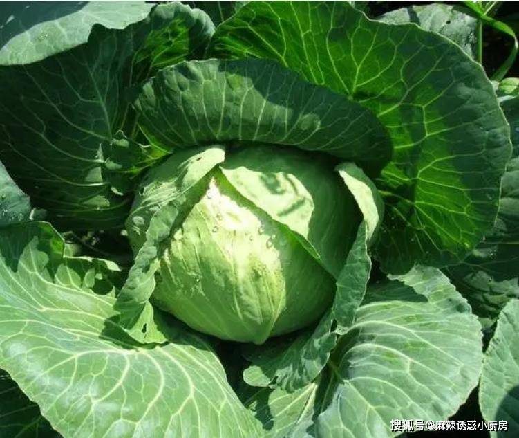 婆婆把苦瓜这样做，平时不爱吃苦瓜的老公，都喜欢吃了！