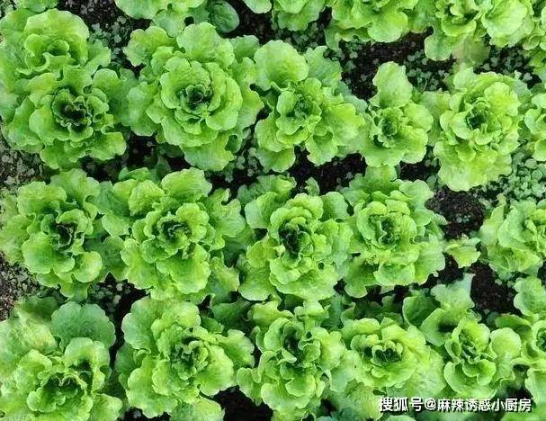 婆婆把苦瓜这样做，平时不爱吃苦瓜的老公，都喜欢吃了！