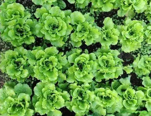 爱吃“苦瓜炒鸡蛋”？想让苦瓜不苦，这样做就可以，知道了吗？