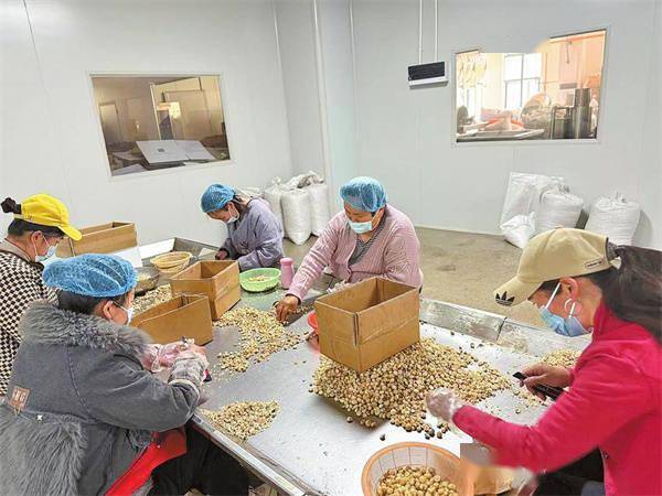 禄劝坚果绿色成长记